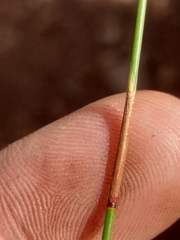 Hypodiscus aristatus