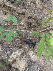Sceloporus pyrocephalus