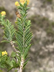 Oedera steyniae