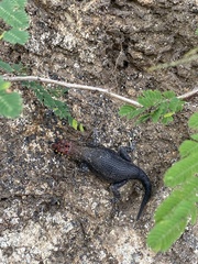 Sceloporus pyrocephalus