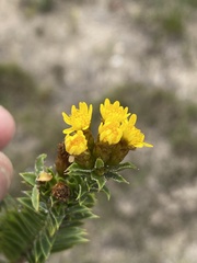 Oedera steyniae