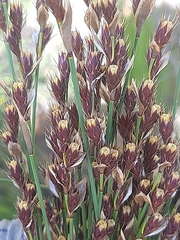 Hypodiscus aristatus