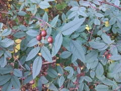 Rosa glauca