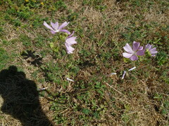 Malva moschata