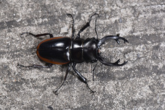 Odontolabis cuvera sinensis