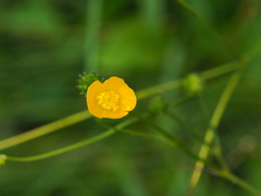 Ranunculus acris