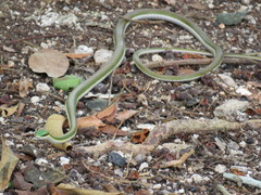 Leptophis mexicanus
