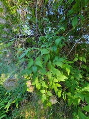 Clematis tangutica