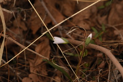 Claytonia rosea