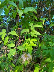 Clematis tangutica