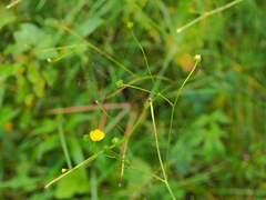 Ranunculus acris