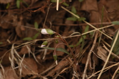Claytonia rosea
