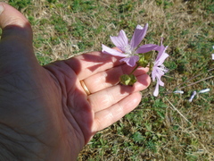 Malva moschata