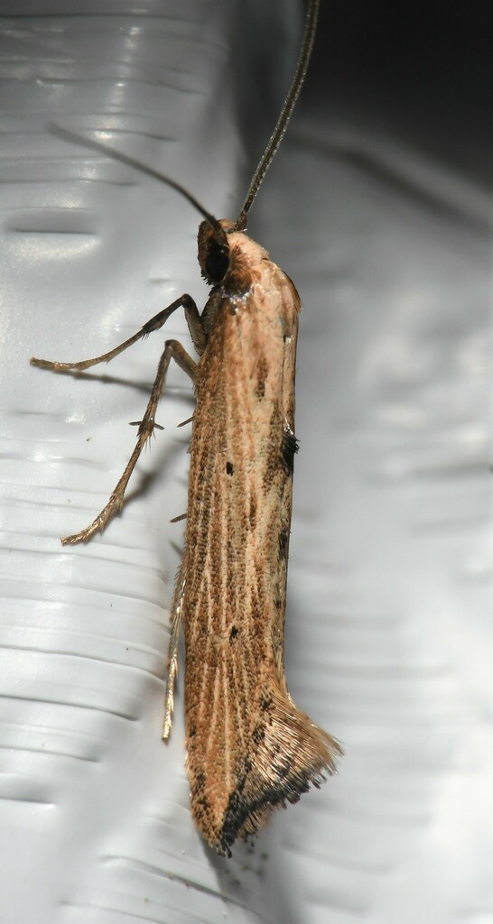 Epermenia stolidota