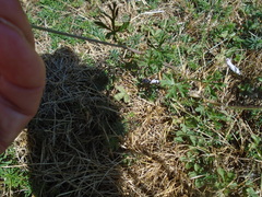 Malva moschata
