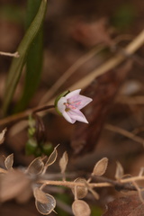 Claytonia rosea
