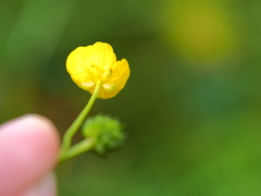 Ranunculus acris