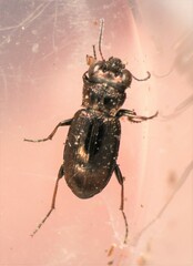 Notiophilus directus