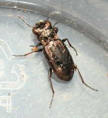 Notiophilus directus