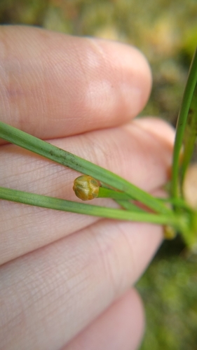 Image of Xyris difformis by (c) Scarlett S., some rights reserved (CC BY)