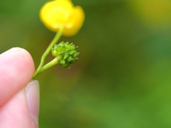 Ranunculus acris