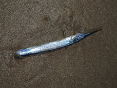 Hyporhamphus