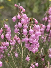 Erica irregularis