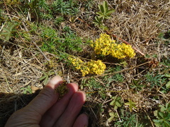 Galium verum