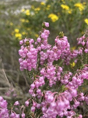 Erica irregularis