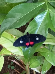Parides iphidamas
