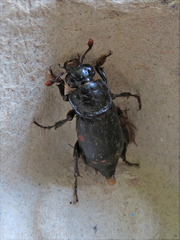 Nicrophorus pustulatus
