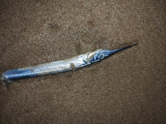 Hyporhamphus