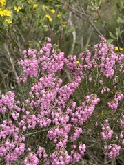 Erica irregularis