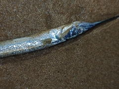 Hyporhamphus