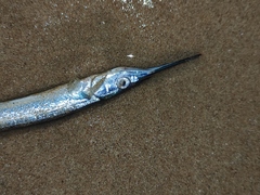 Hyporhamphus