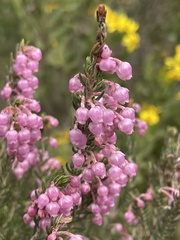 Erica irregularis