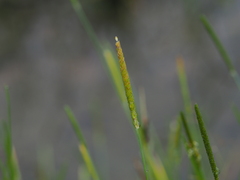 Alopecurus aequalis