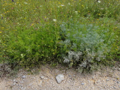 Artemisia alba