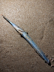 Hyporhamphus