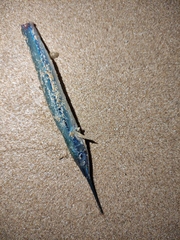 Hyporhamphus