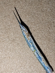 Hyporhamphus