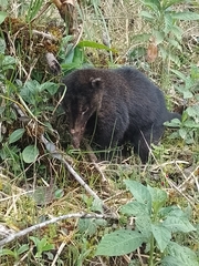 Nasua olivacea