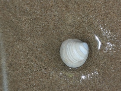 Mactra quadrangularis