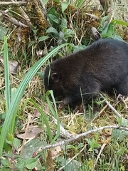 Nasua olivacea