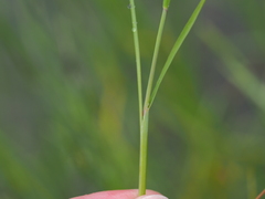 Alopecurus aequalis