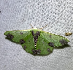 Oospila atopochlora