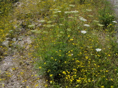 Peucedanum austriacum