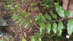 Phyllonoma laticuspis