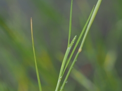 Alopecurus aequalis