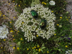 Peucedanum austriacum